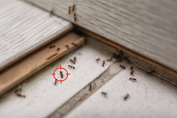 Best Local Pest Control Services  in Broadview, IL