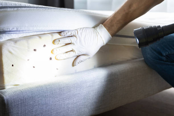 Best Residential Pest Control  in Broadview, IL