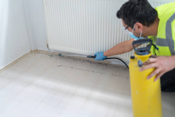 Best Insect Control  in Broadview, IL