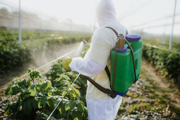 Best Termite Control Services  in Broadview, IL